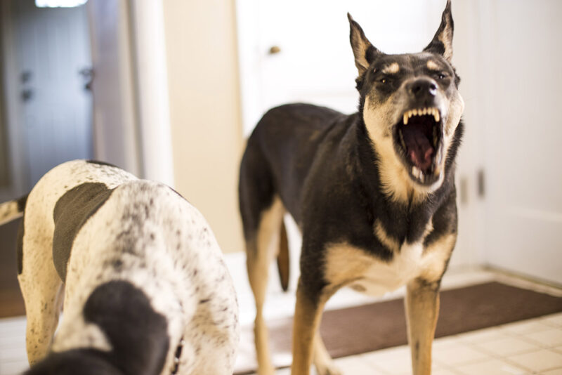 Angry dog is actually yawning